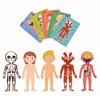 Puzzle Menschlicher Körper 4 Tmp358D